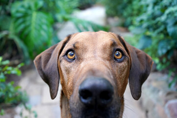 Close up of a big brown dog looking at camera