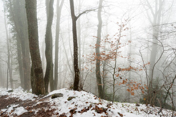 Sous-bois du château alsacien du Haut-Koenigsbourg, sous la neige et la brume en hiver