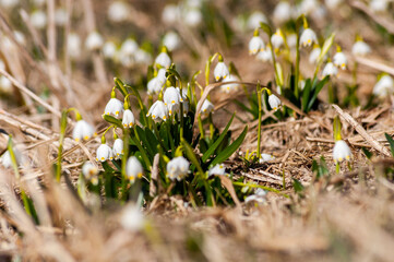Śnieżyca wiosenna kwitnąca w Rezerwacie przyrody w Dwerniczku  Bieszczady, Dwernik, podkarpacie, spring snowflake