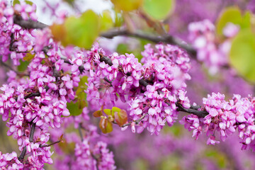 Lush blooming Cercis tree with pinkish-red flowers on leafless branches
