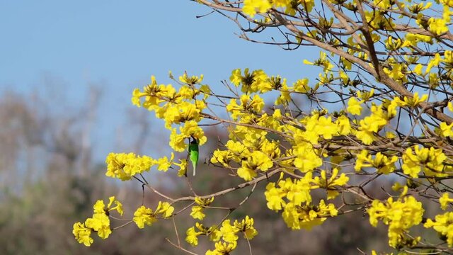 Golden-fronted leafbird (Chloropsis aurifrons) feeding nectar from yellow flower blossom during spring with ambient nature sound.