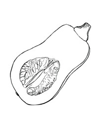 Pumpkin hand drawn outline doodle. Sketch of half squash. Printing on paper, fabrics, dishes, posters, mugs. Stock vector illustration.