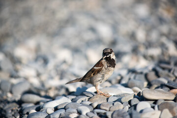 brown sparrow with bread crumbs