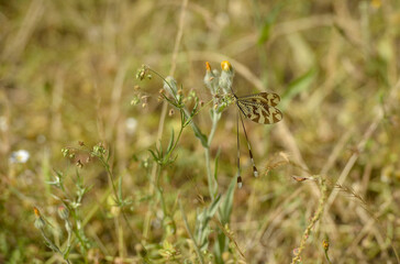 
Neuroptera perched in a meadow