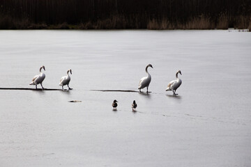 Fototapeta premium Two ducks watching four swans walking by behind each other on a frozen lake