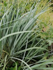 grass plant Elymus or Sandy Grate with narrow long blue leaves on a flower bed on a sunny summer day. floral wallpaper