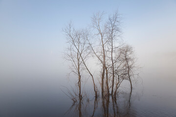Obraz premium Spring flood. Trees standing in the water