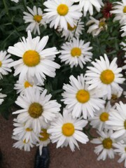 beautiful large white daisies bouquet or Leucanthemum vulgare in the garden on a summer day. natural wallpaper