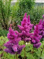 beautiful fluffy purple and pink blooming Astilbe flowers on a flower bed in the park on a sunny summer day. Natural Wallpaper	