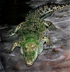 Saltwater crocodile on the ground. Latin name - Crocodylus porosus	
