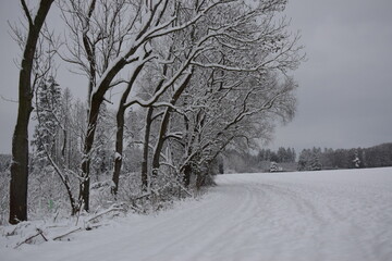 trees in snow