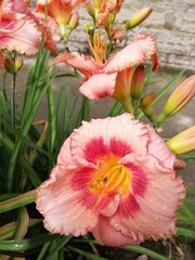 beautiful blooming orange,peach  and yellow daylilies on the flower bed.floral wallpaper