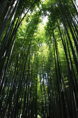 Fototapeta premium 鎌倉の夏 報国寺 竹林