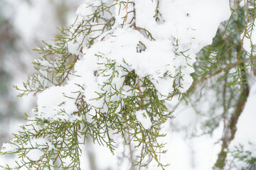 winter city park, trees and branches closeup in the snow, blizzard and snowfall