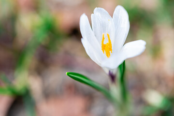 Wild crocus in spring. Spring season. Easters season. Spring flower. Spring background. 