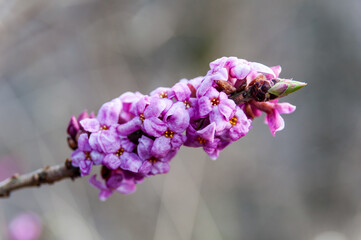 Kwitnący Wawrzynek wilczełyko (Daphne mezereum), Bieszczady,  podkarpacie, 