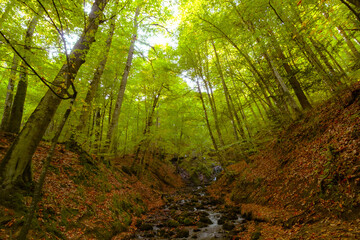 Fototapeta premium Stream in the forest and trees from below