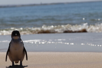 Fototapeta premium penguin on the beach