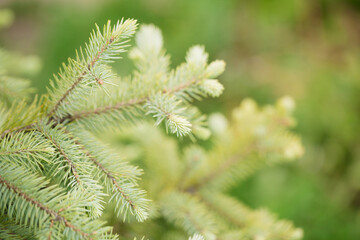 blue spruce, close-up