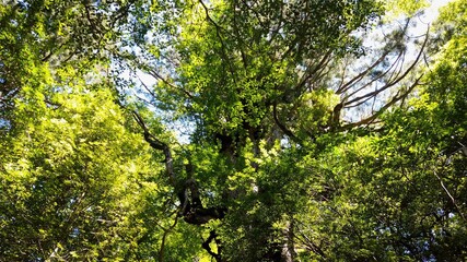 屋久島 大王杉 屋久杉 縄文杉トレッキング 国立公園 鹿児島