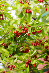 Ripe juicy gumy on a bush