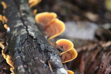 mushrooms on a tree