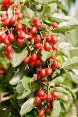 juicy gumy berries on a bush in the garden