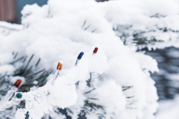Fototapeta premium Winter background. A multi-colored garland on a spruce branch.