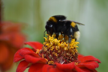 bee pollinates flower in garden