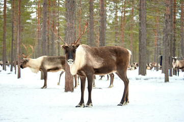 A deer stands against the background of a herd of deer in the forest near the camp in winter