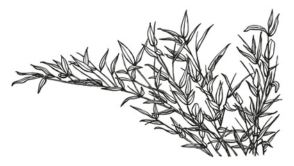 Decorative black outlines of bamboo leaves. Plants drawn with ink and pen. Beautiful sketches of branches. Natural objects in ink.
