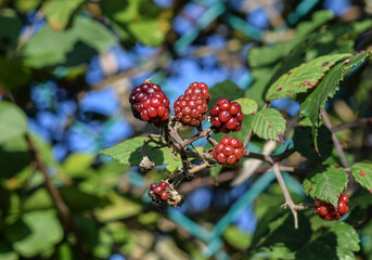 Moras rojas en una rama verde.