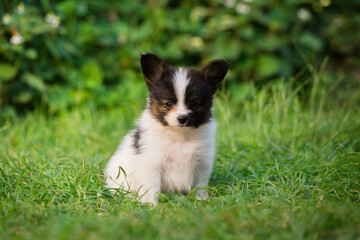little puppy of papillon breed on the green grass