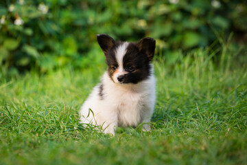 Fototapeta na wymiar Beautiful puppy of papillon breed on the green grass