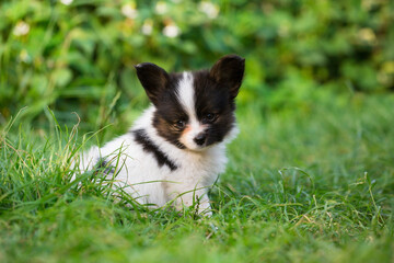 Fototapeta na wymiar little puppy on the green grass
