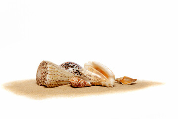 Coquillages posés sur du sable isolé sur fond blanc