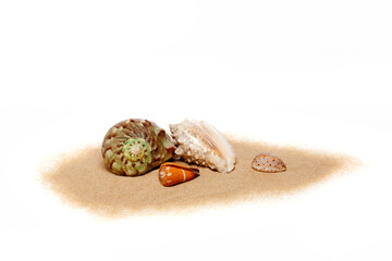Coquillages posés sur du sable isolé sur fond blanc