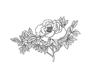 Digital illustration of the peony flower, black and white.