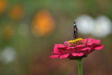 Butterfly sits on a flower in the garden