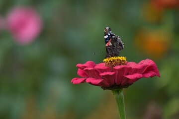 Butterfly sits on a flower in the garden
