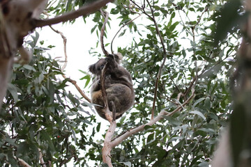 koala in tree © Light Reflex Visuals