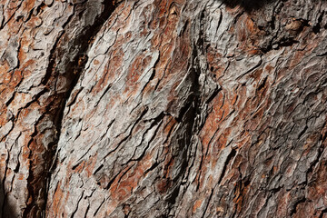 Texture brown color of the pine bark
