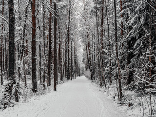 Road Among Snow Covered Trees In The Winter Forest. Landscape. Beautiful Winter Morning In A Snow Covered Pine Fore. January in a dense forest seasonal view. Image for wallpaper