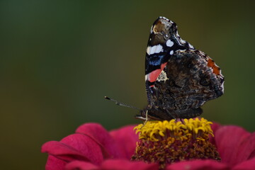 Butterfly sits on a flower in the garden