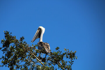 Pelican on a tree in the Laguna del Tesoro © bummi100