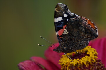 Butterfly sits on a flower in the garden