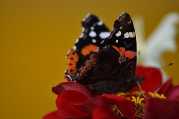 Butterfly sits on a flower in the garden