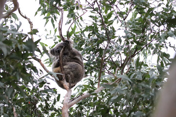 koala in tree