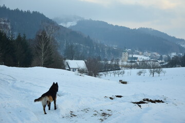 dog in winter