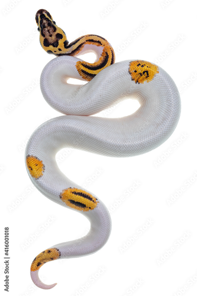 Poster Top view of young Piebald Ball Python aka Python Regius snake. Very high on white with button like yelow with black spots or dots. Isolated on a white background.